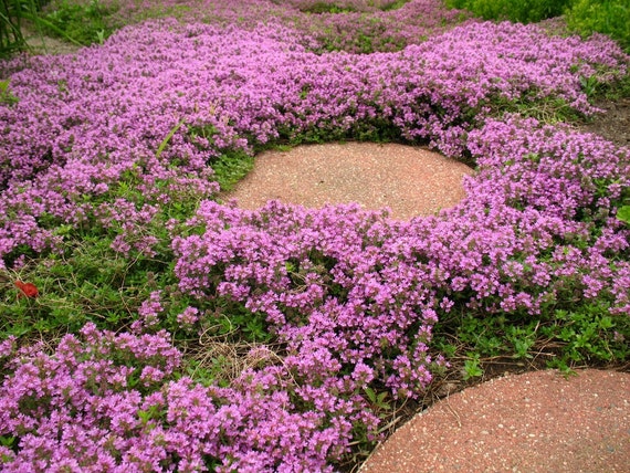 creeping thyme ground cover sprouts