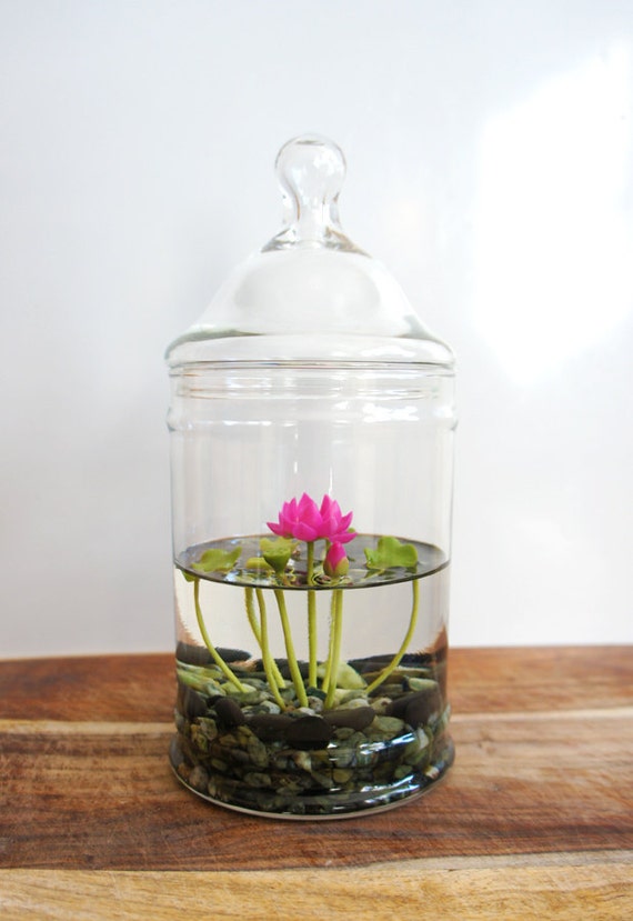 water terrarium indoor gardening