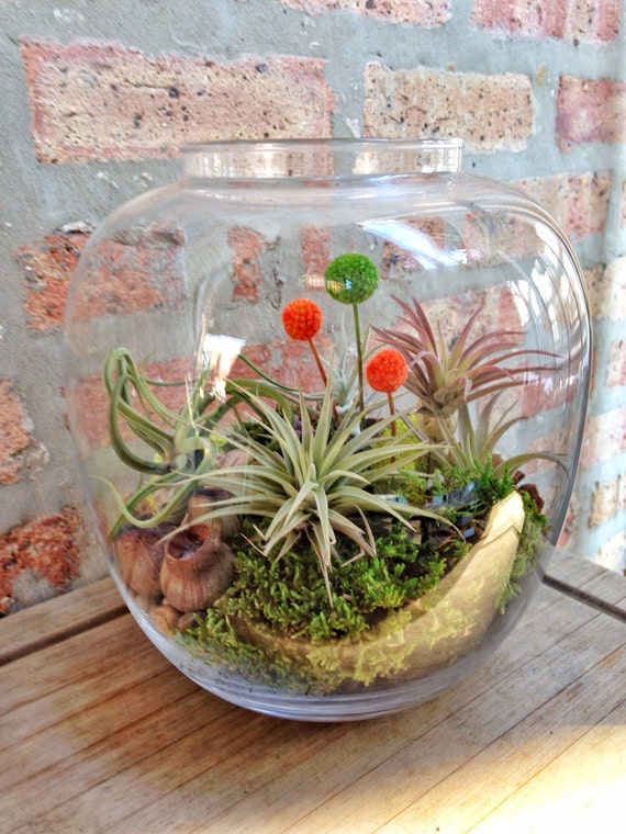 Medium Easy Care Low Maintenance Air Plant Terrarium A