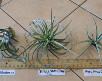 Three Different Air plants for the enthusiast