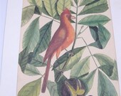 Vintage Mark Catesby Print Cardinal with Mockernut & Bitternut Plate #38 1950's