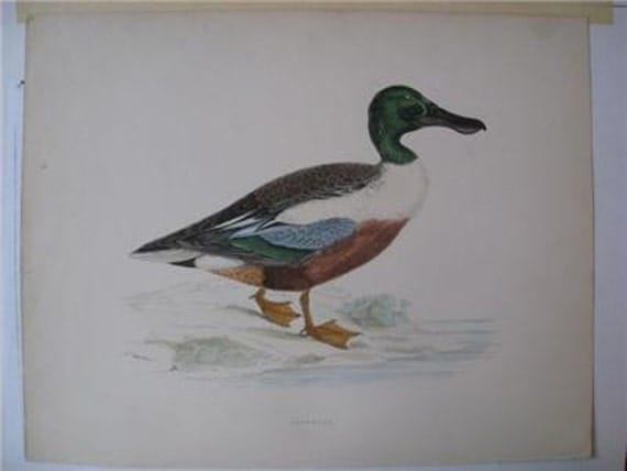 Beverley Morris British Game Birds, Shoveler Duck, 1855