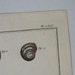 Large Antique Shell Print Lamarck Histoire Naturelle Amark Coquille Engraving Terrestres