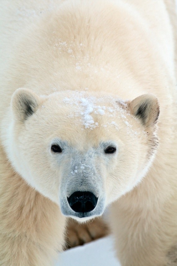 Items similar to Polar Bear animal photography fine art bear face photo ...