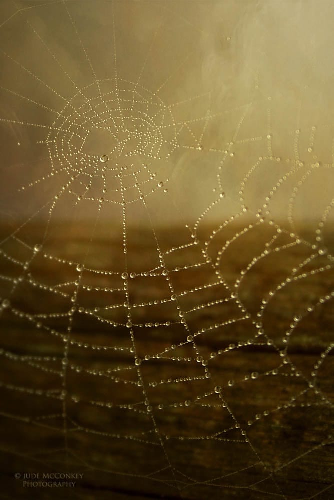 gothic spider web wallpaper gothic spider web wallpaper