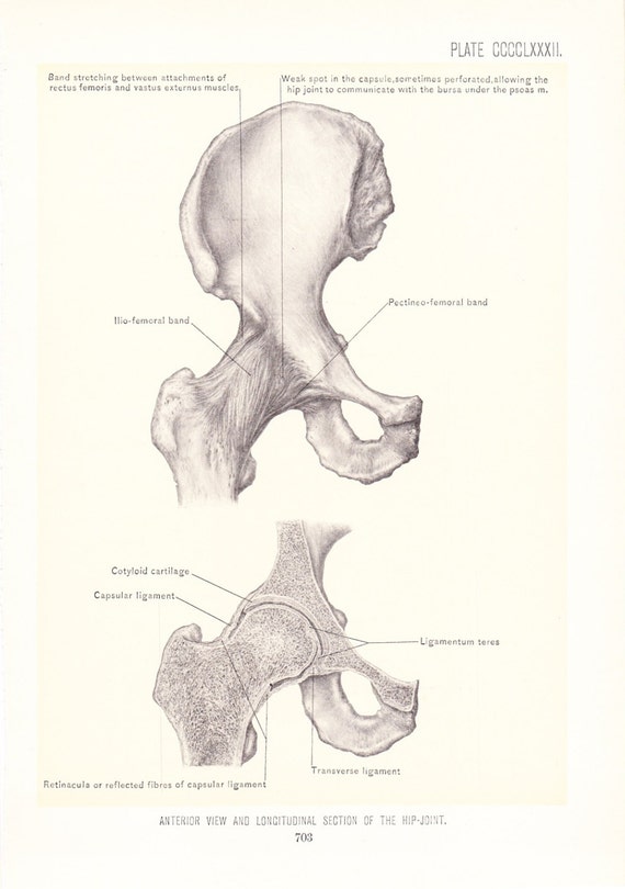 1899 Human Anatomy Print Hip Joint Vintage Antique Medical