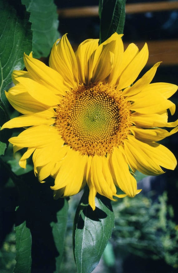 Download Sunflower LOVE