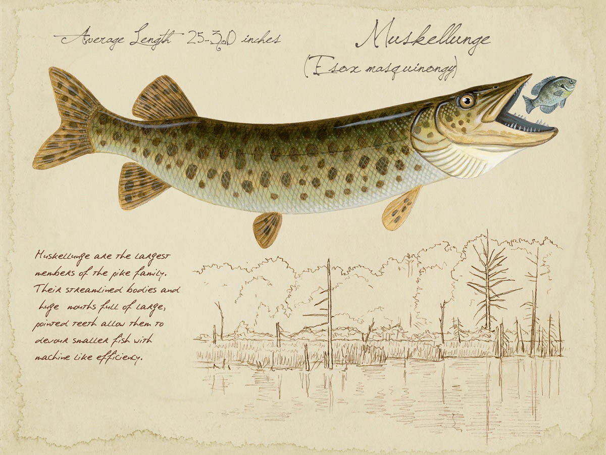 Musky Muskellunge 9x12 inch limited edition print by Matt