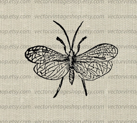 winged insects clipart - photo #20