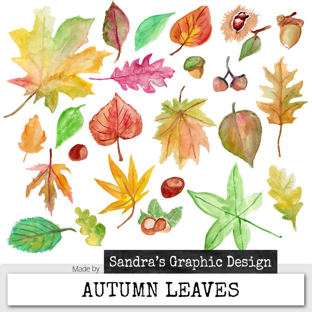 Clipart Autumn Leaves Hand Painted Watercolor Fall Leaves Clipart Dpi Png Files