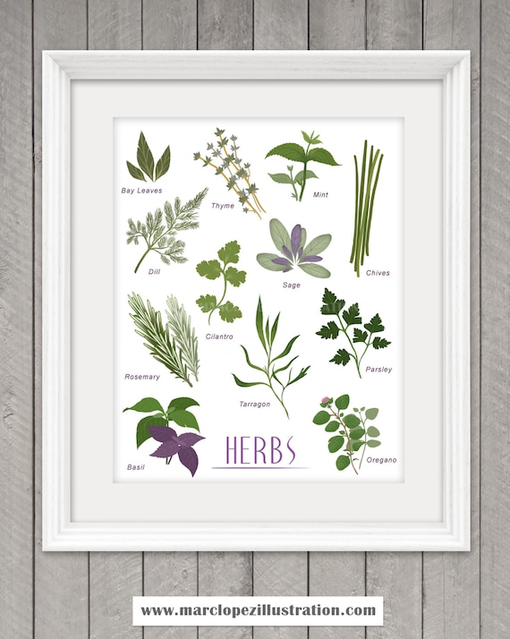 HERB POSTER 8.5 x 11 Print Kitchen Illustration Home Decor