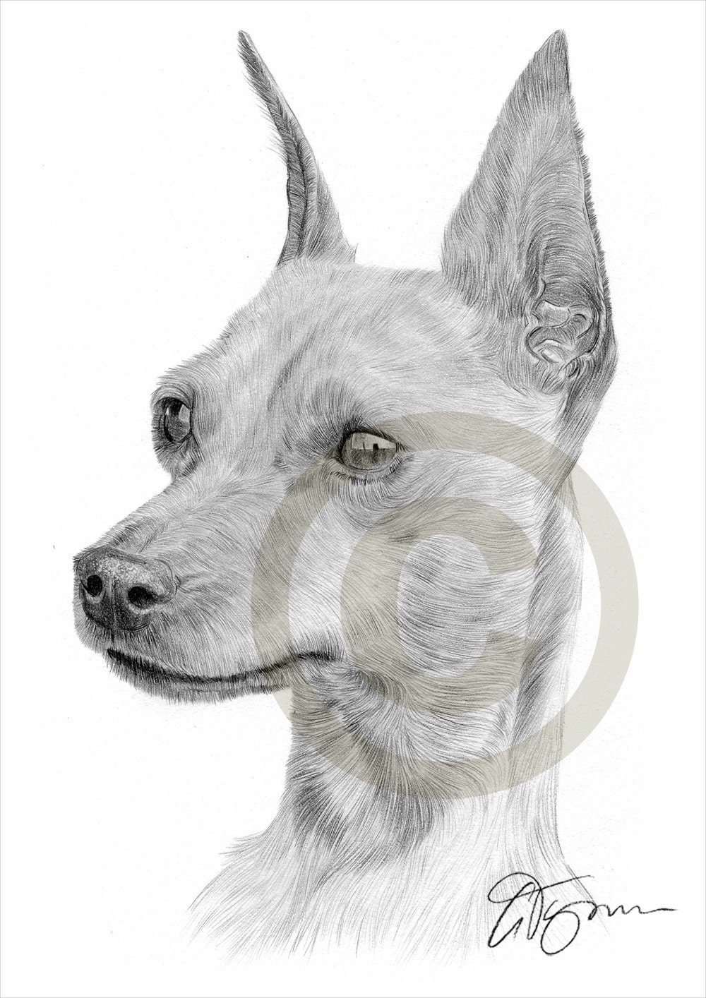 Hund Zwergpinscher Bleistiftzeichnung Drucken A4Größe