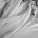 COQUE TAIL FEATHERS Loose / True Off White, Eggshell, Not dyed, All Natural / 151
