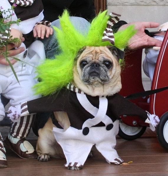 Oompa loompa dog costume reserved for Regina Scott