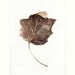 Original Painting Watercolor - Brown Leaf - Fine Art Painting in Brown -ooak one of a kind 8x11 in