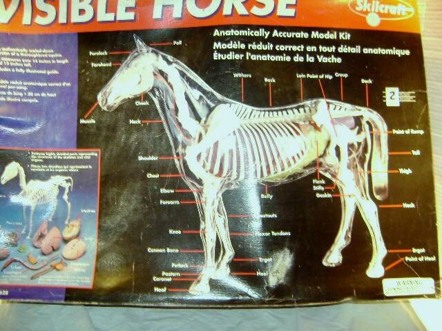 Supply Visible Horse Plastic Model Kit To Be Assembled