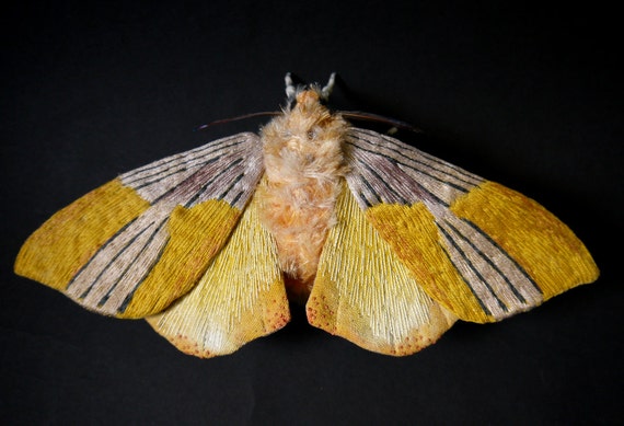 Fabric sculpture -Lepidokirbyia vittipes(tiger moth)  textile art