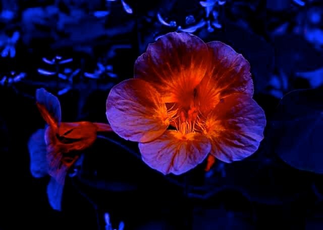 Fire Flower Surreal Burning Violet Purple Blue by EclecticForest