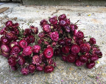 5 bunches deep pink Strawflowers -dried flowers