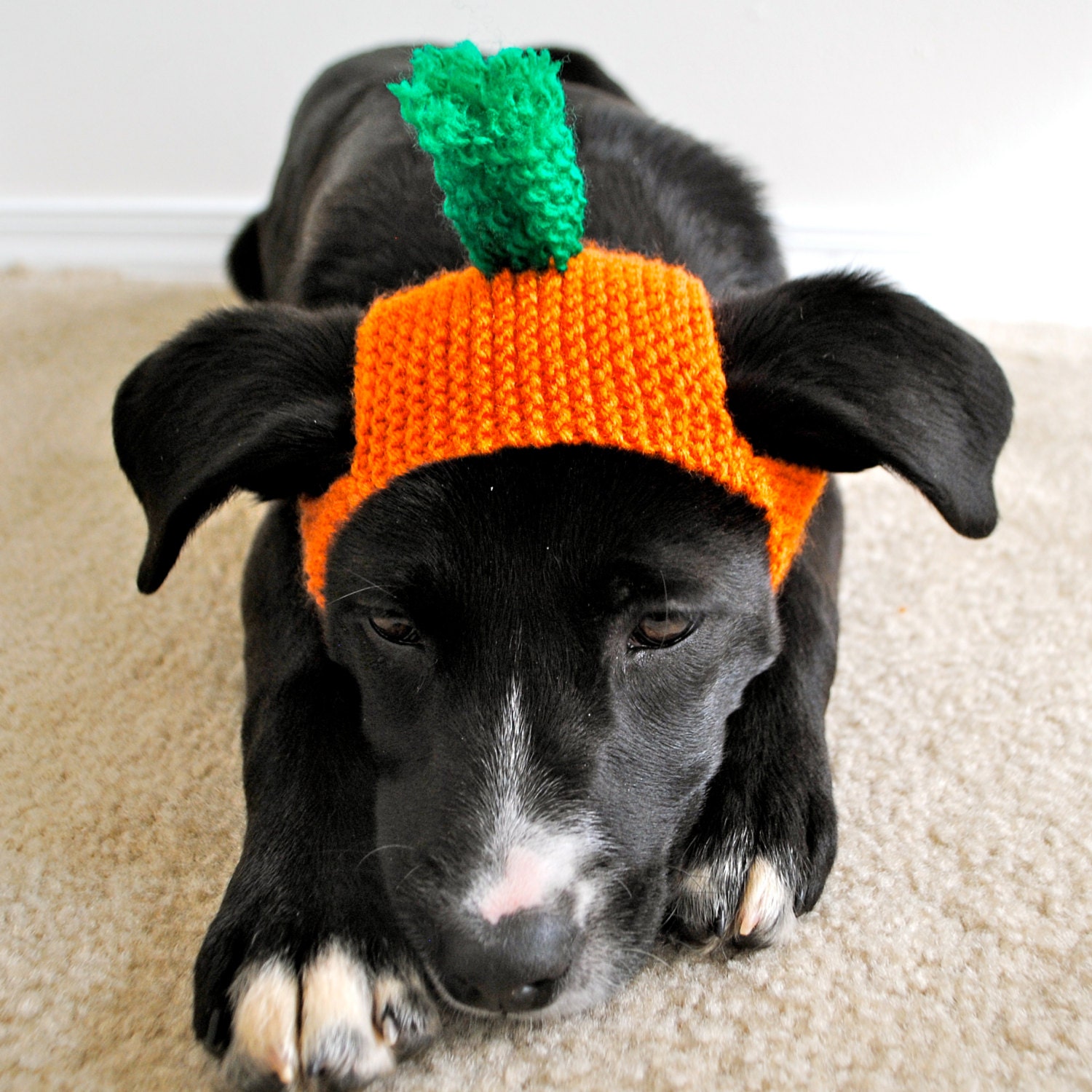 Dog Carrot Costume
 Carrot Costume for Dogs Custom Sizing Hand Knit Dog Hat