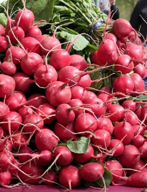 25 Giant Russian Radish Seeds1250