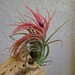 Tillandsia Victoriana Air Plant
