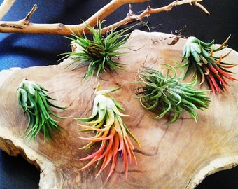 5 Air plants - FREE MOSS - Wholesale Tillandsia - diy projects - terrariums - crafts - supplies - Wedding favors - Gifts