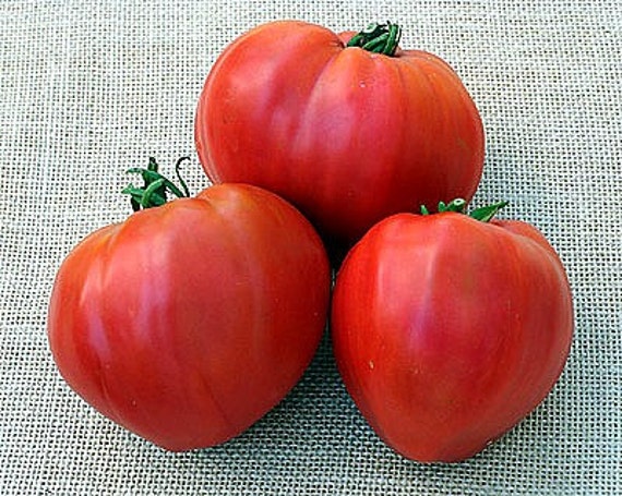 Kosovo Tomato Heart Shaped Balkan Heirloom 25 Seeds By Smartseeds