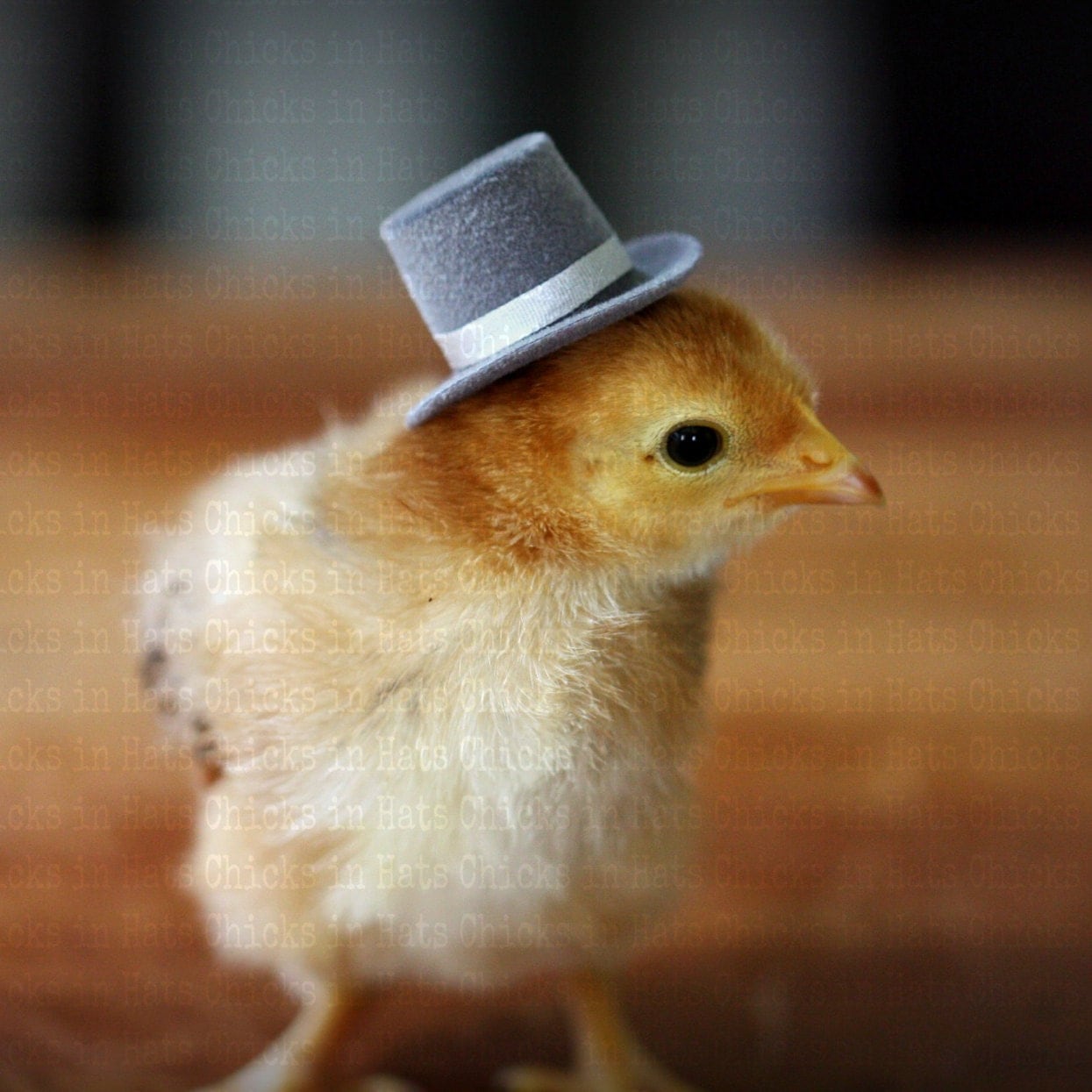 Chicks in Hats Baby Chick in Jaunty Top Hat Postcards 4 SALE