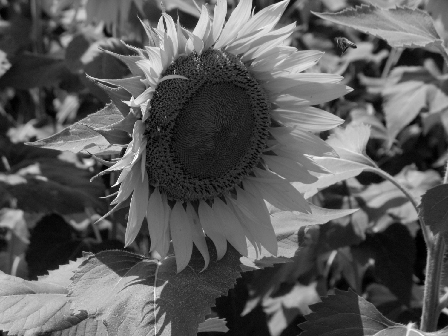 Sunflower Black and White Photograph Fine Art Photography