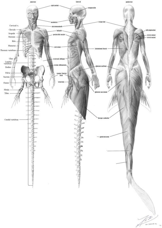 Mermaid anatomy bundle skeleton English & musculature