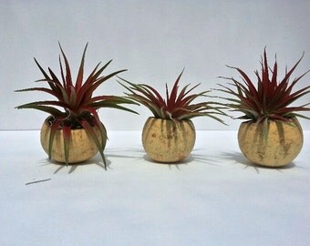 RED Air Plants in Natural Seed Pod Terrariums. Pebbles and Spanish Moss Accents for gifts or office plants