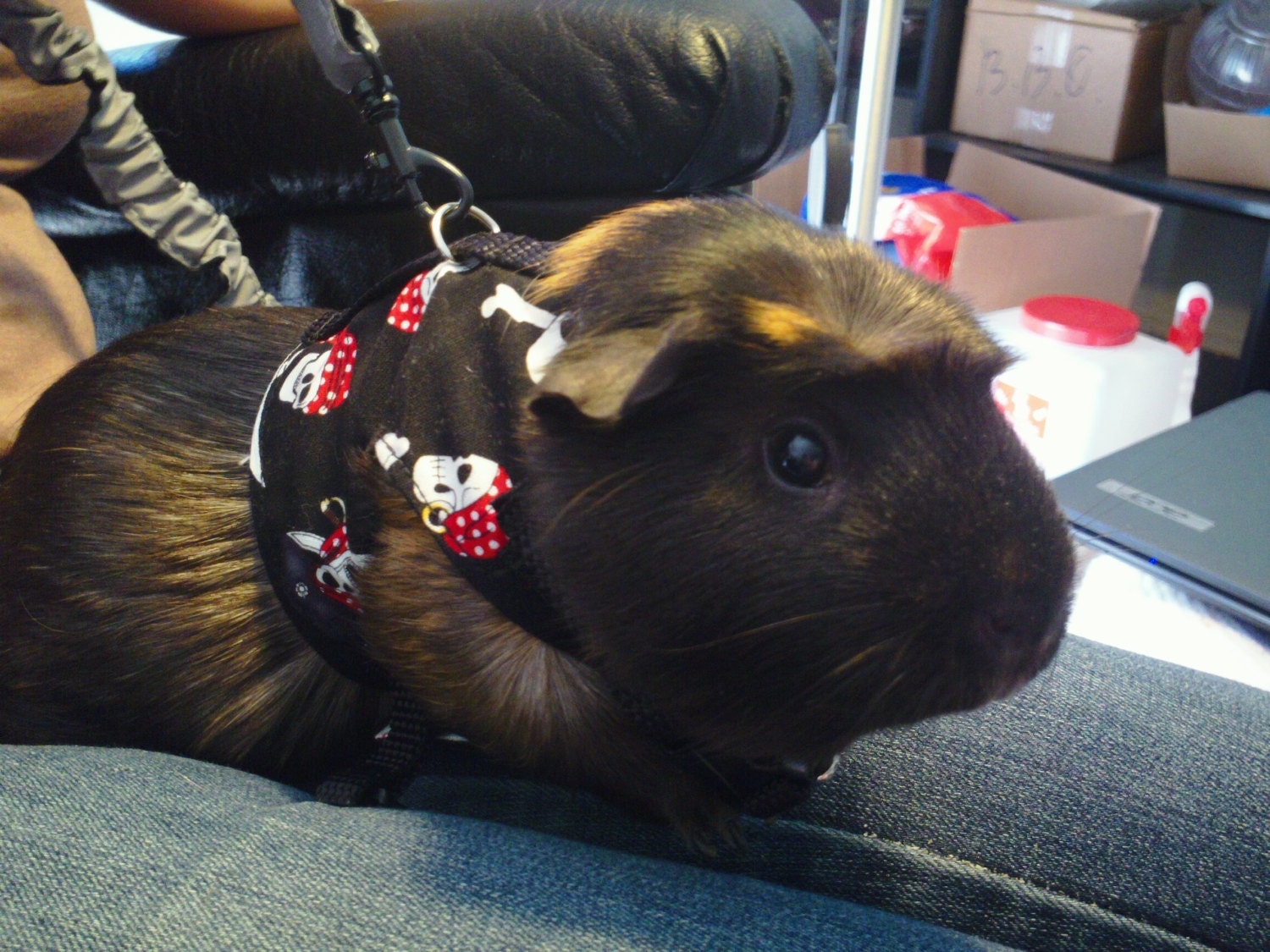 Small pet harness Guinea pig Rabbit VERY small dog
