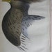 3 Jardine H/C Bird Prints 1833-44 Plates 19, 20, 21,
