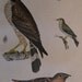 Alexander Wilson H/C Antique Bird Print Hawk Warblers