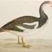 Antique Bird Print 1855 Beverly Morris British Game Birds Spur Winged Goose