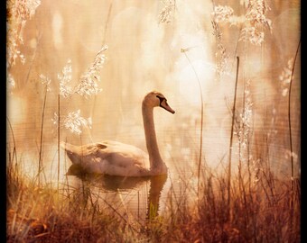 Greeting Card, Modern Vintage, Swan, Lake, Ttv, Retro, Blank.