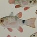 Vintage Print,Fishes illustration.Not a Copy.(1949).Bony Fishes. 64 years old print.10.5x 8,6 inches.Vintage fishes poster.Antique print.
