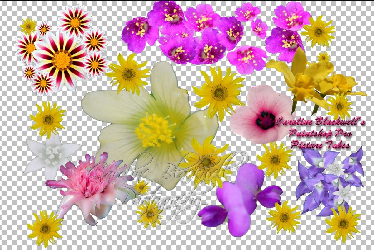 Corel Pro Picture tubes. 10 assorted photo flowers.