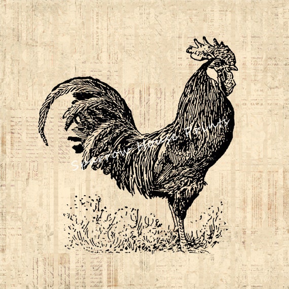 Antique Rooster Print Vintage Artwork Farm Animal Chicken Wall