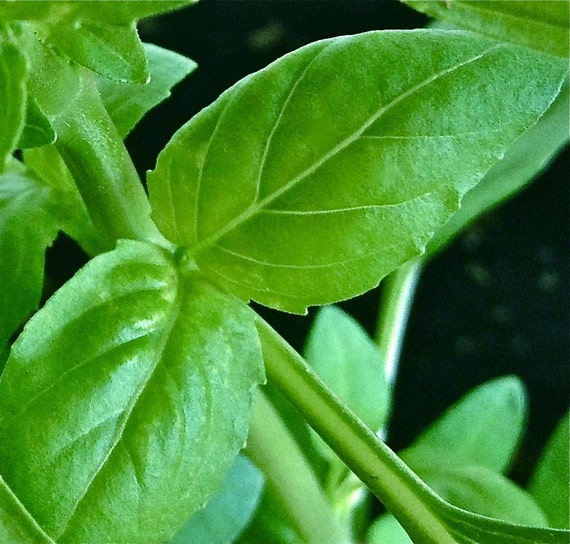 Lime Basil 20 Seeds