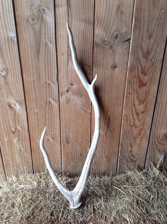 Elk Horn