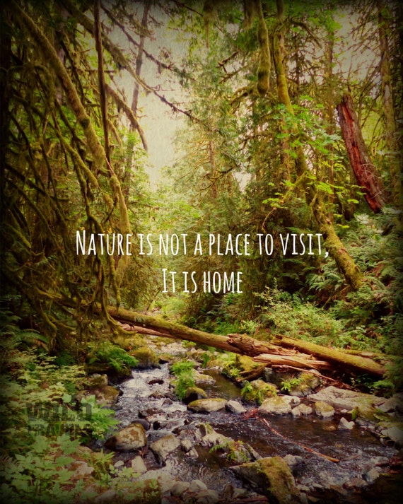 Wald landschaft natur fotografie natur zitat drucke von wildtravels