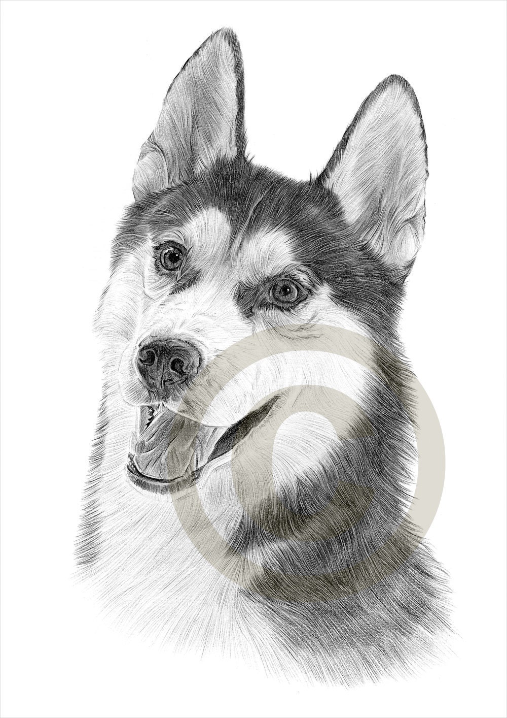 Dog Siberian Husky pencil drawing print A4 size artwork