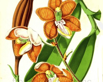 antique french botanical illustration vanda orchid botanical print DIGITAL DOWNLOAD