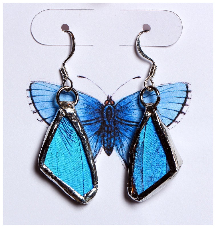 Real Butterfly Wing Earrings. Blue Morpho.