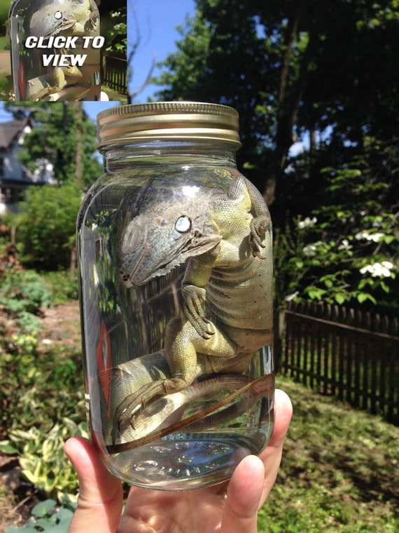 Iguana in a Jar Preserved Wet Specimen Taxidermy