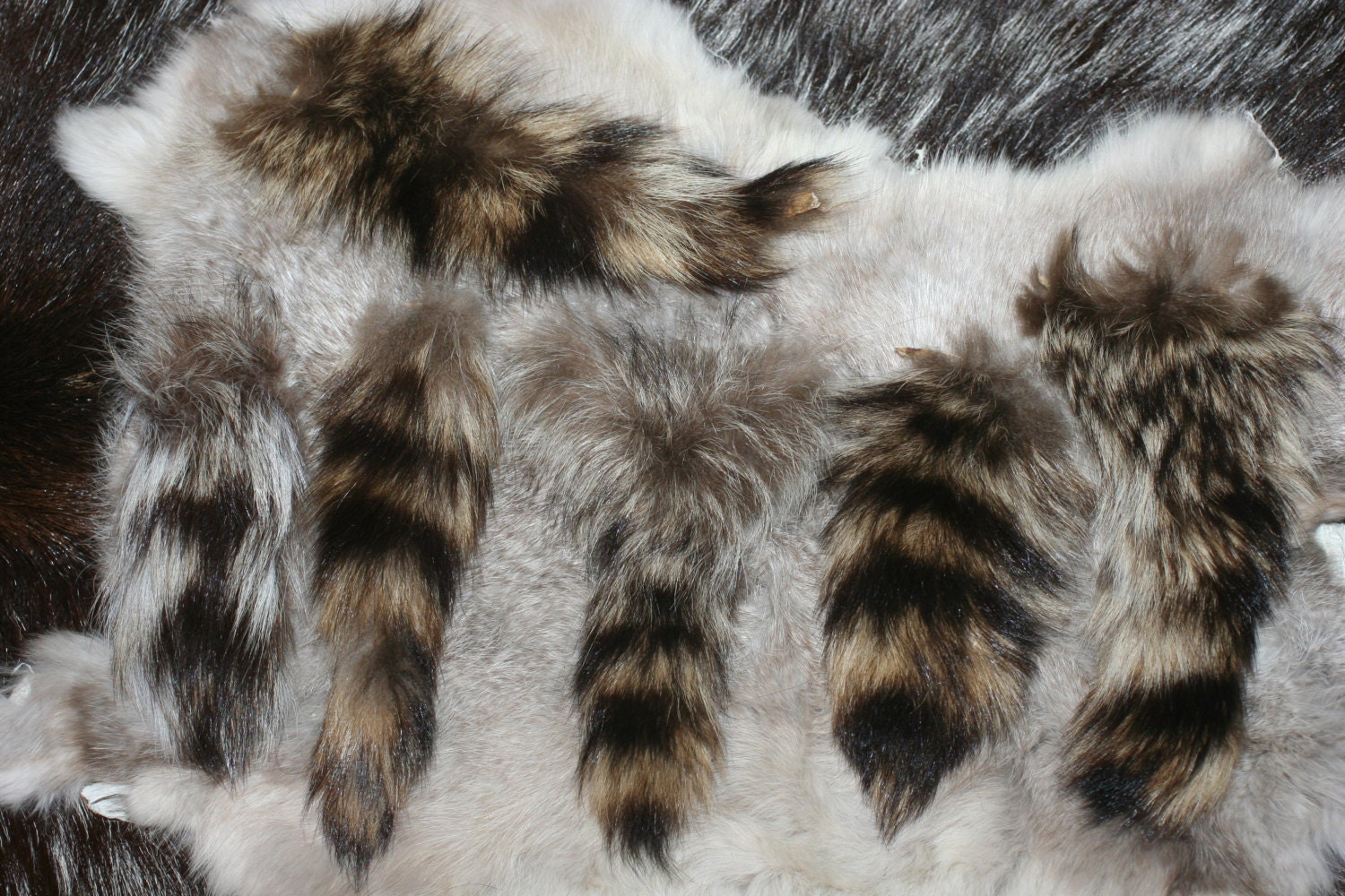 Raccoon Tails