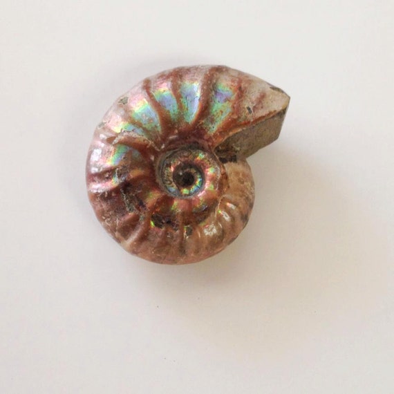 opalized ammonite fossil