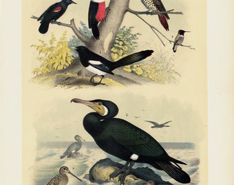 1881 Antique BIRD print, Birds of NORTH AMERICA, songbirds of field and sea birds beach, magpie, cormorant, 131 years old large print.